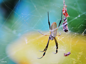 The spider and its web