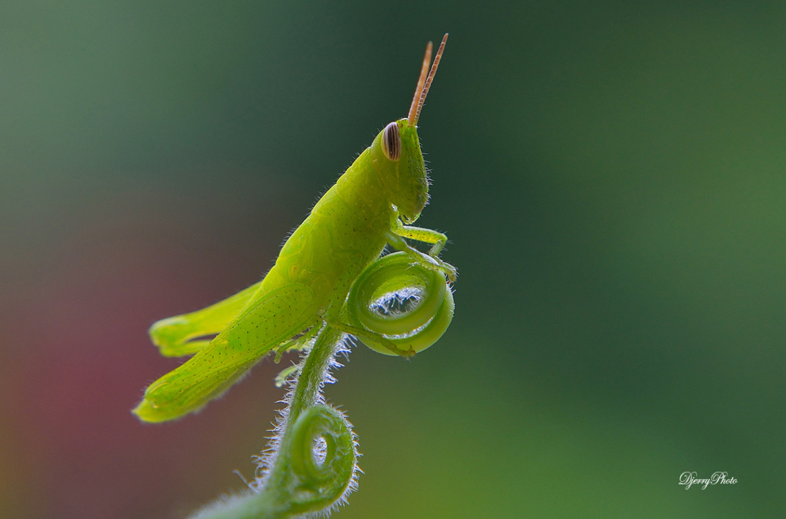 Green Grasshopper