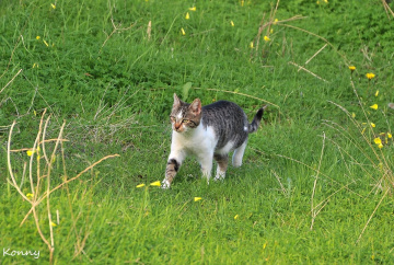 hunter