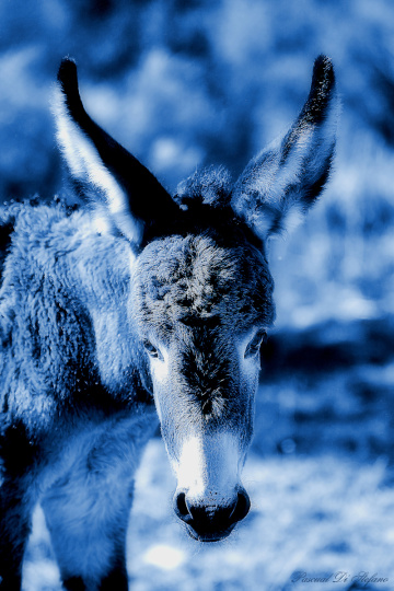 Little Donkey II