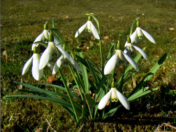 schneeglöckchen 