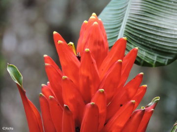 Alpínia Purpurata