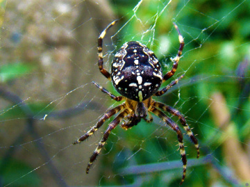 spinne 3