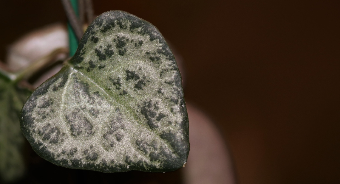 Heart leaf