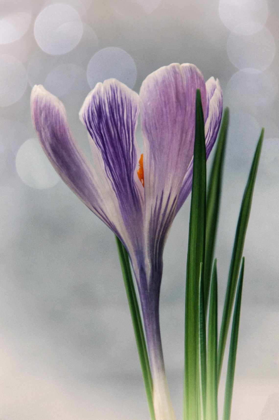Crocus
