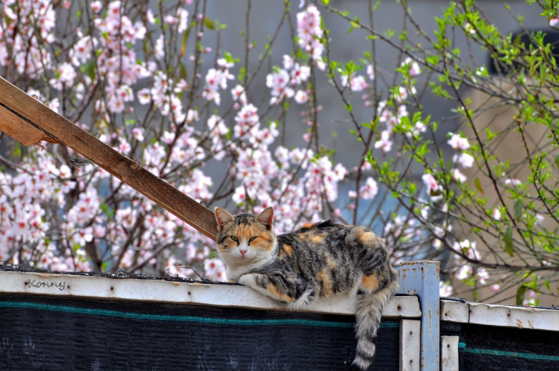 spring.. ve spring tired :)) 