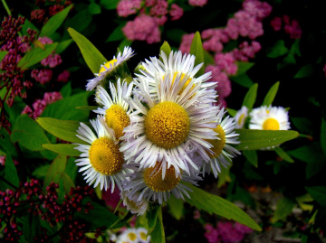 blumen 2