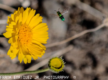 Flower And Bee