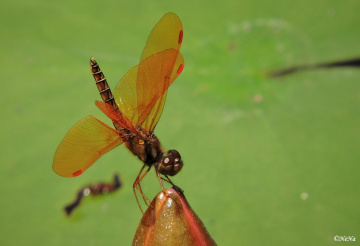 Tambaroray Dragonfly