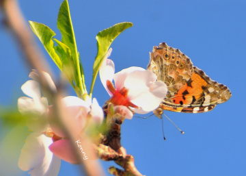 my first butterfly 2016 .. 