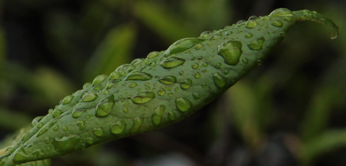A leaf after rain