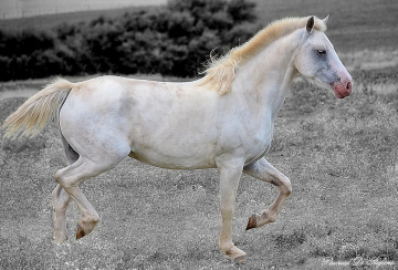 Reserved Horse