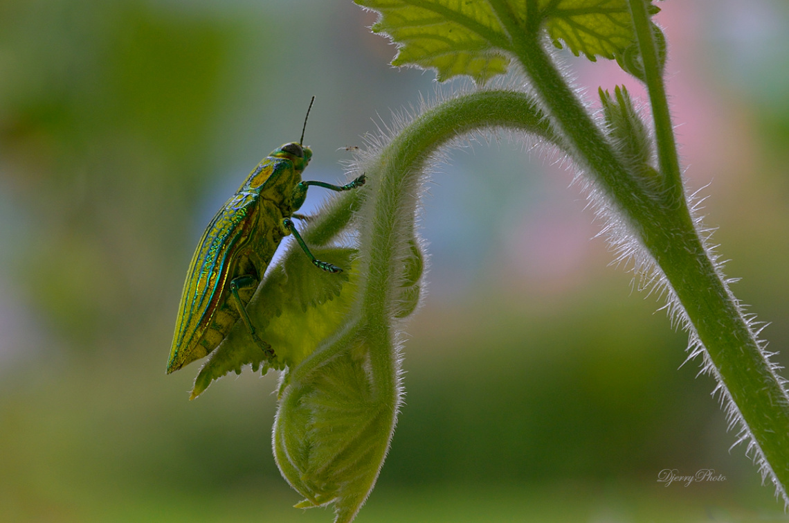 Green Insect