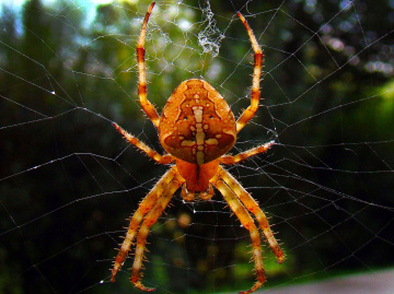 spinne 4