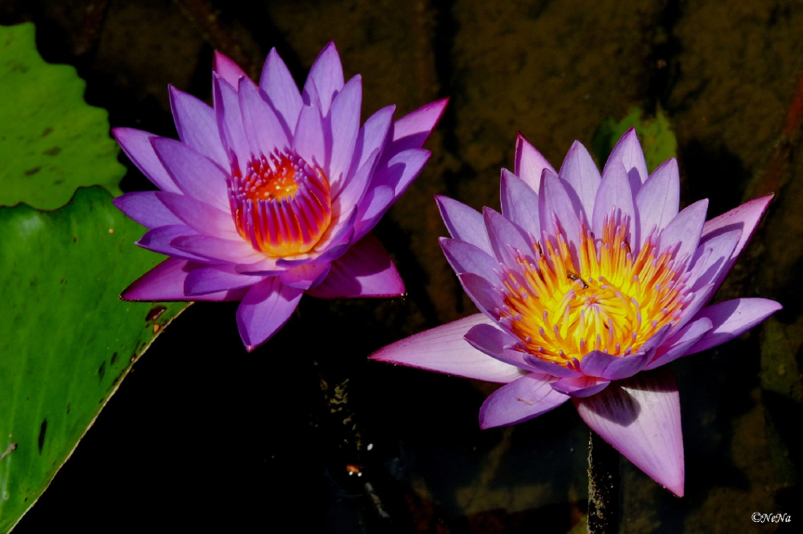 Nymphaea caerulea