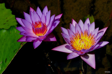 Nymphaea caerulea