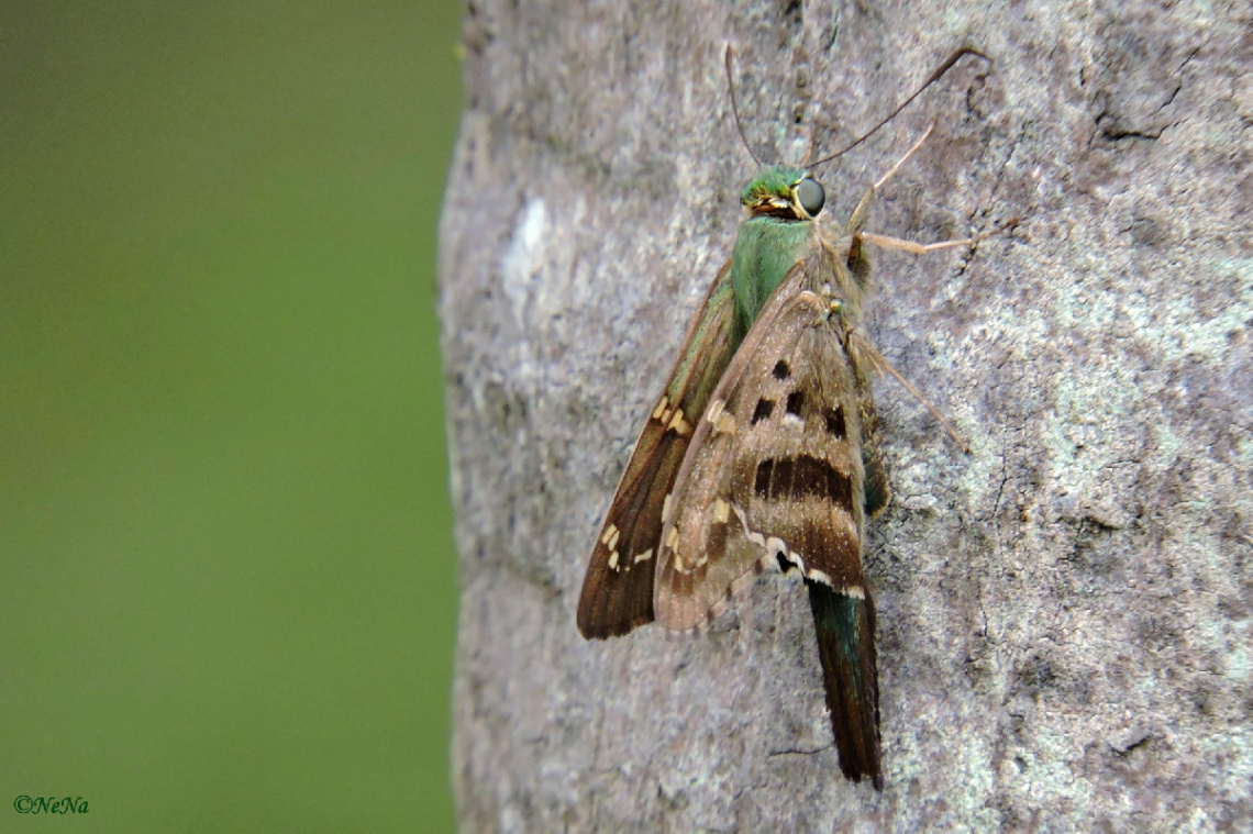 Hesperiidae IV