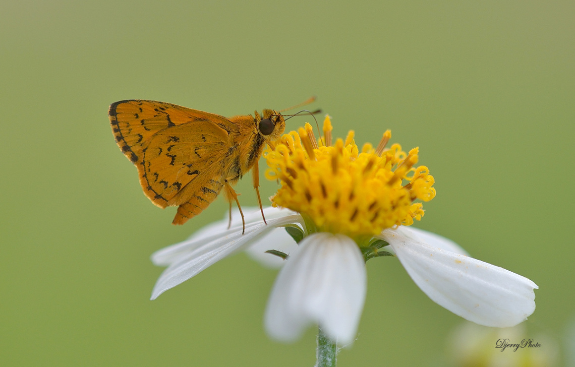 Mini Butterfly
