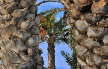 palm trees - different view
