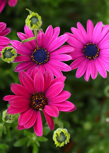 pink!