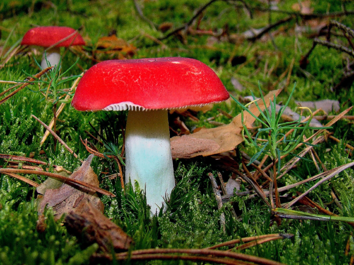 pilze 5
