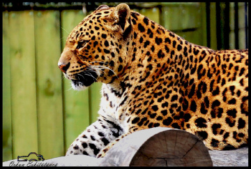 Leopard - Pars