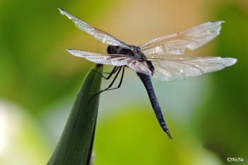 Wings
