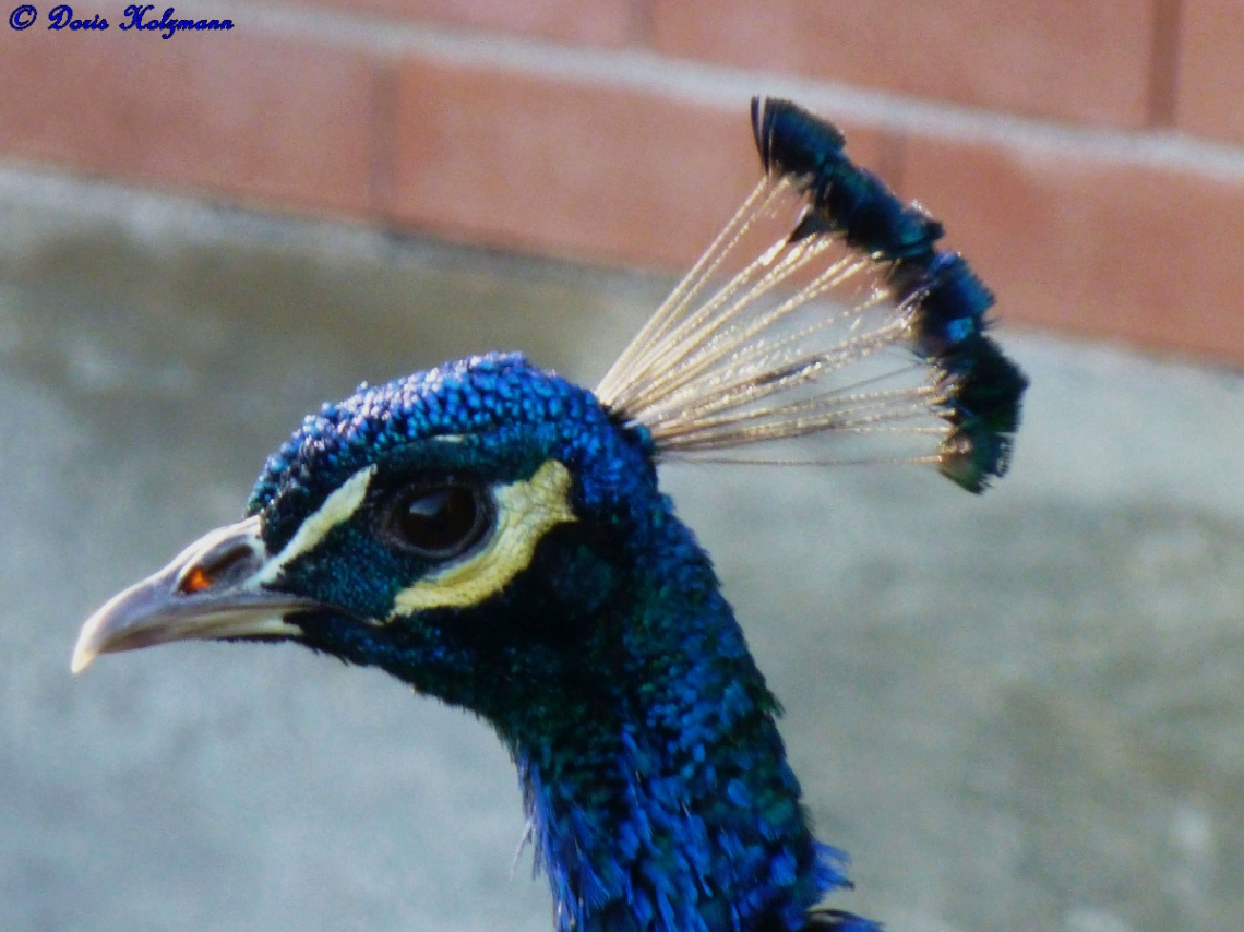 Pfau