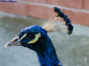 Pfau