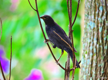 Shiny Cowbird