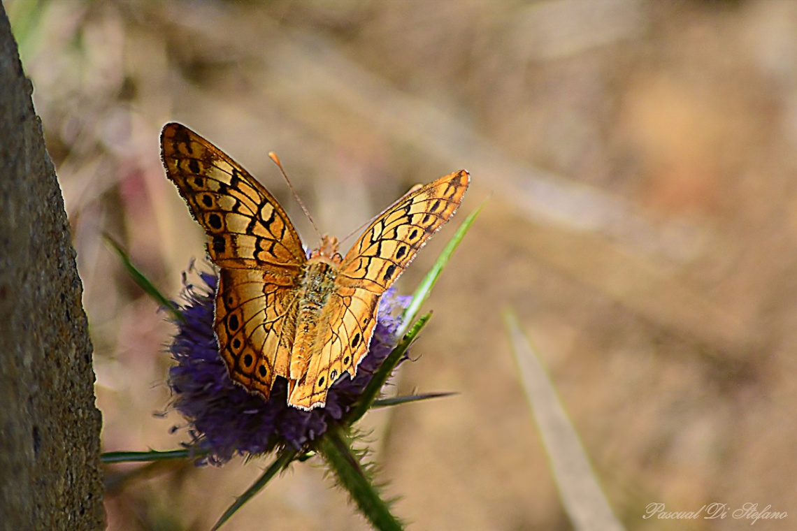 Little butterfly