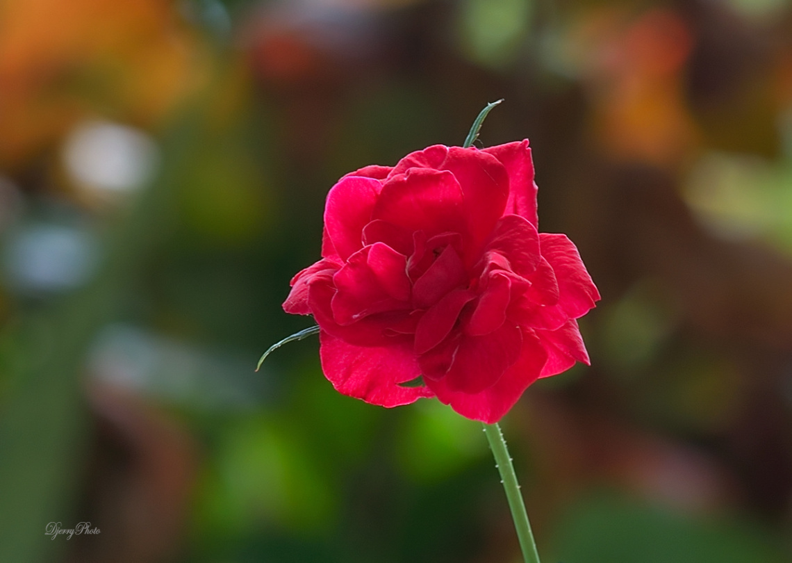 rose