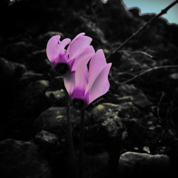 Cyclamen 