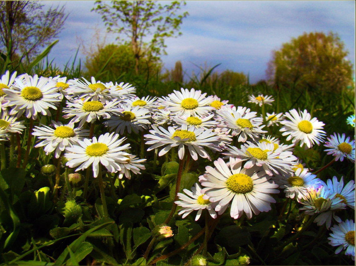 gänseblumen 