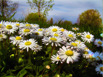 gänseblumen 