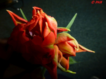 Tulpe