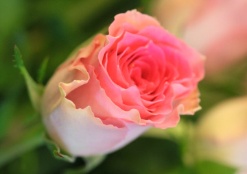 Pink moment