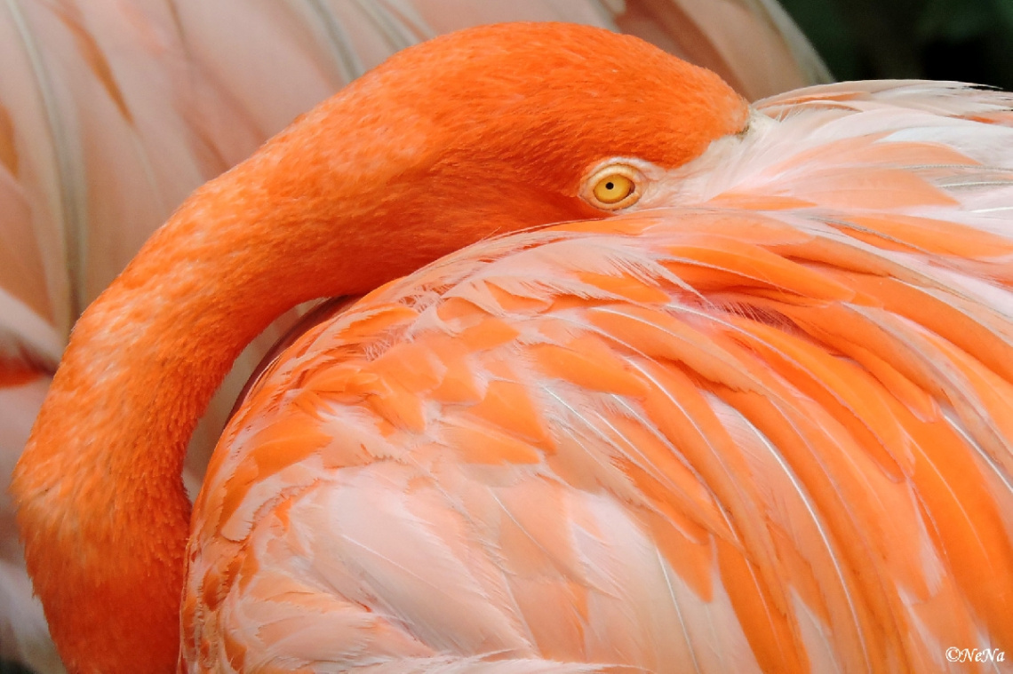 Flamingo