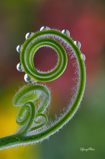 Dews