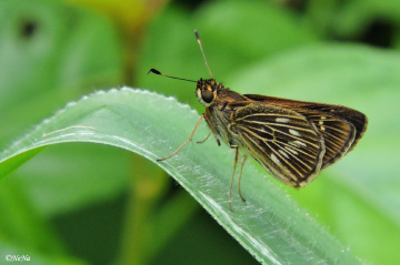 Hesperiidae v