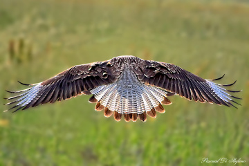 Landing II