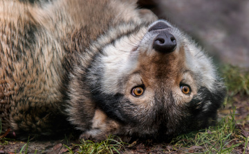 Timber Wolf