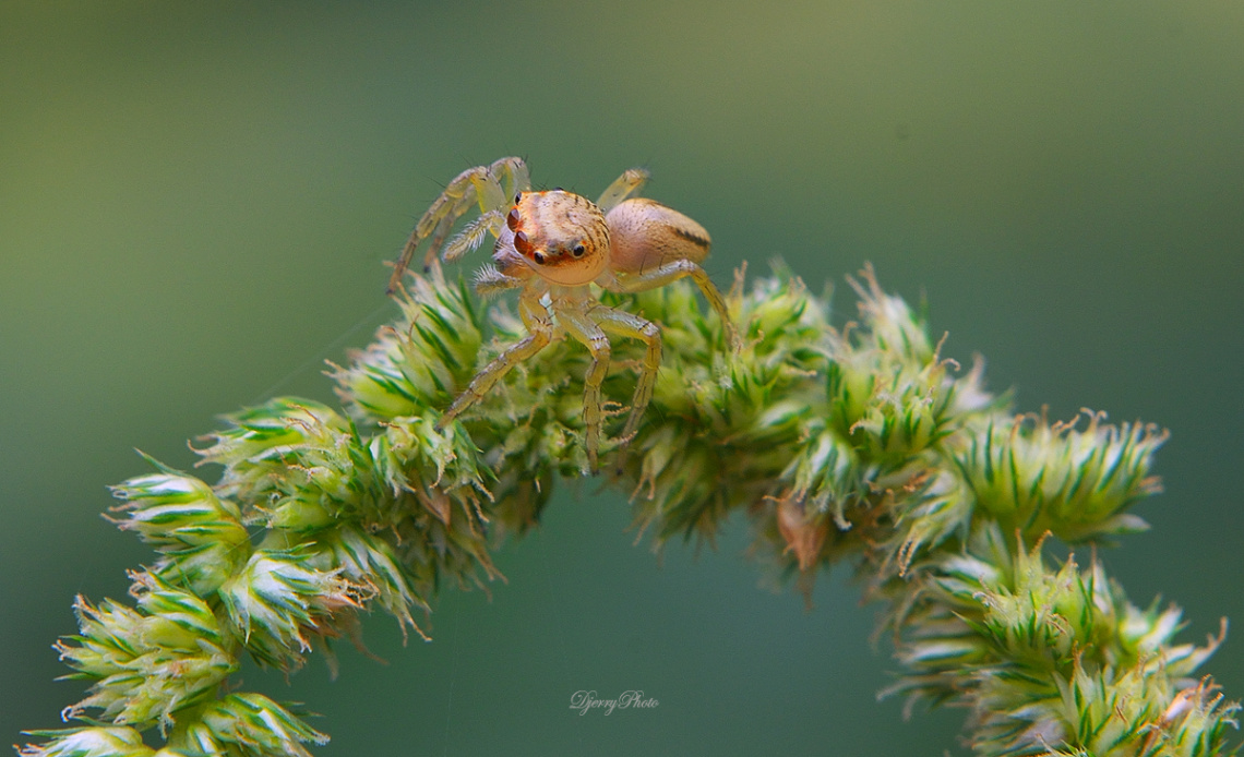 Jumping spider