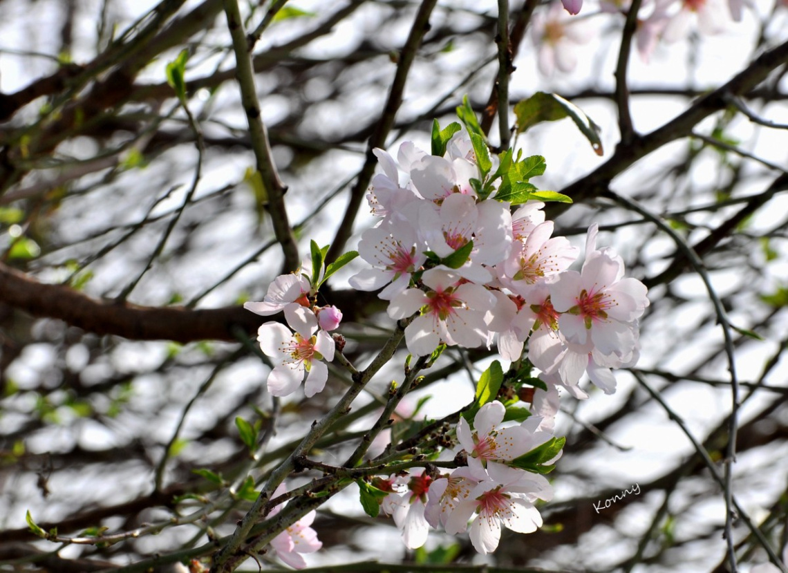 almond flowers 
