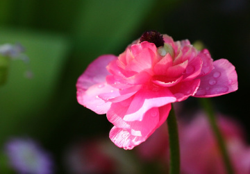 pink…