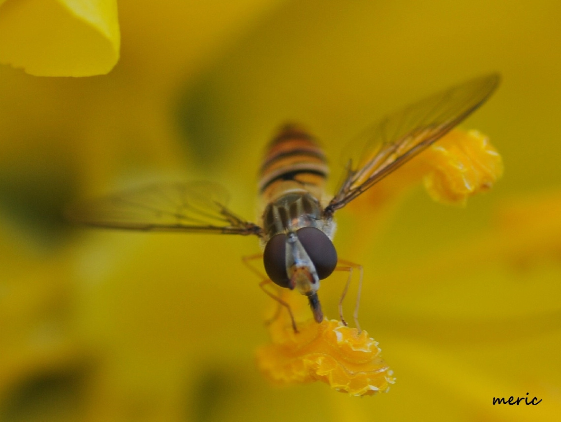 MAKRO
