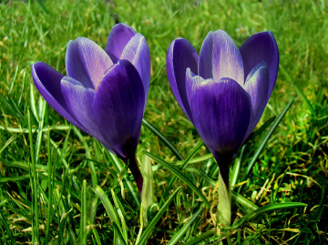 krokusse