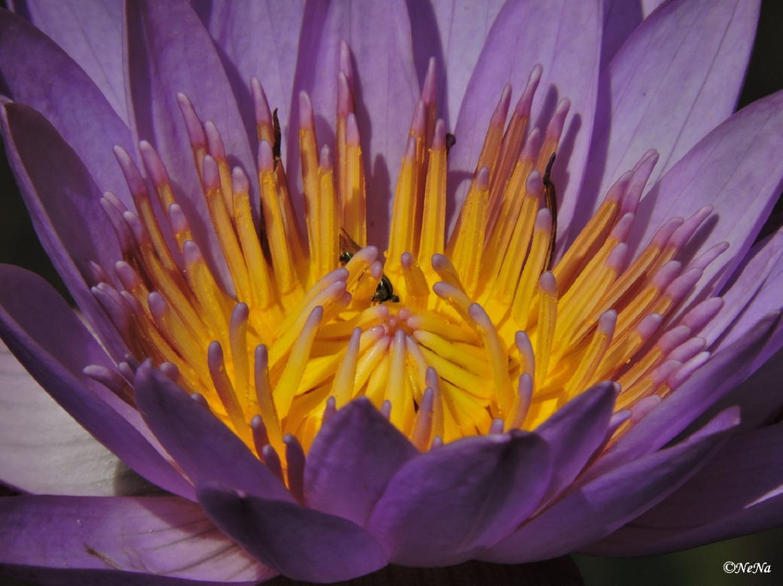 Nymphaea