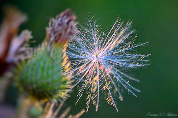Rainbow in the flower