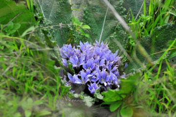 wildflowers ..